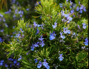 rosemary plant
